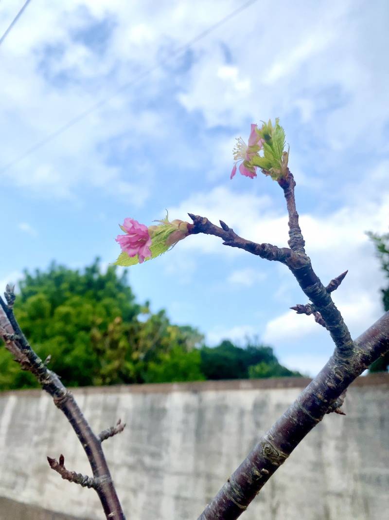 名護さくら開花促進プロジェクトへの参加